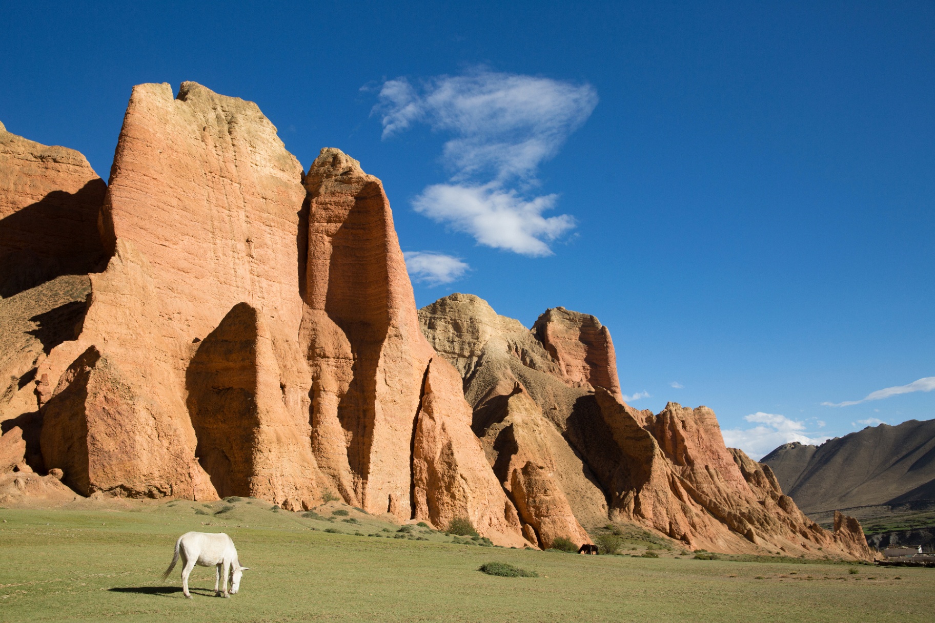 A white horse grazing below the red sandstone cliffs of Upper Mustang, Nepal